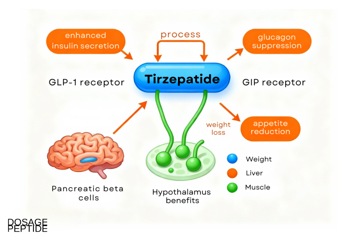 Infographic illustrating Tirzepatide’s dual GLP-1 and GIP receptor activity, highlighting insulin secretion, glucagon suppression, appetite reduction, and weight loss benefits.