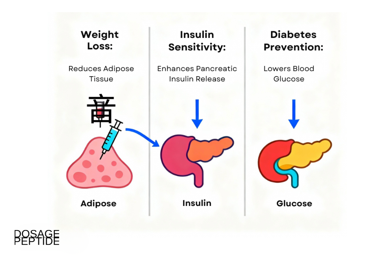Infographic showing Cagrilintide’s role in weight loss, insulin sensitivity, and diabetes prevention through reduced adipose tissue and lower blood glucose levels.