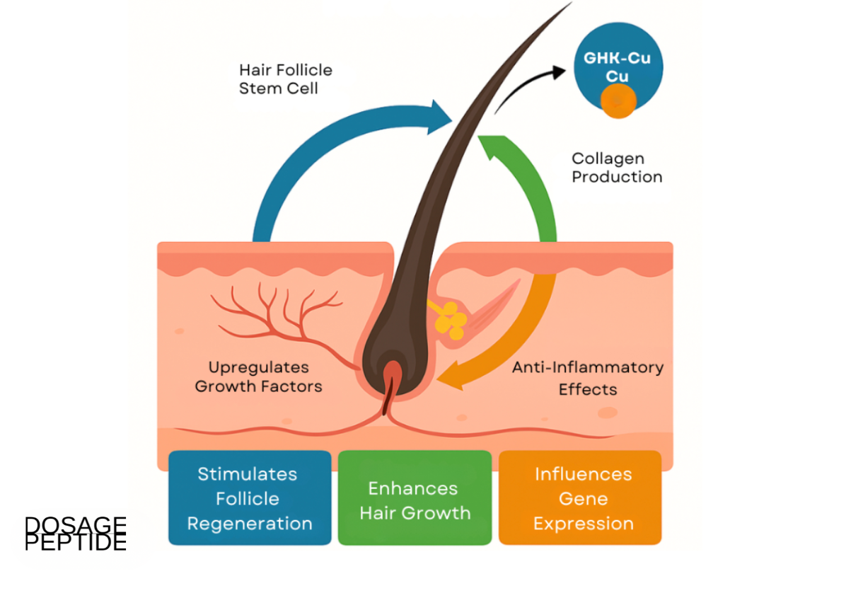 Infographic showing how GHK-Cu activates hair follicle stem cells and promotes healthy hair growth.