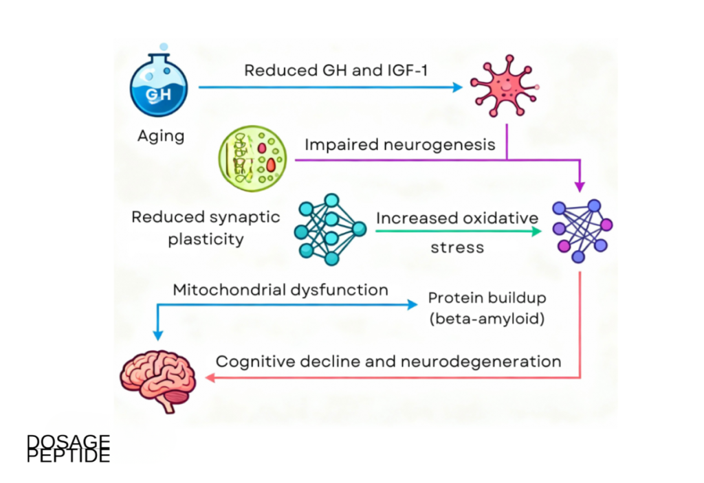 Diagram image showing aging effects reducing GH and IGF-1, leading to cognitive decline. 