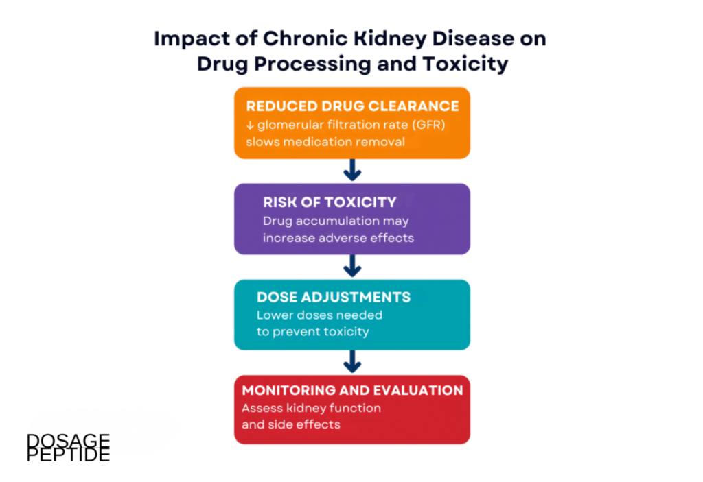  Infographic image showing how chronic kidney disease affects drug metabolism, toxicity, and dosage adjustments. 