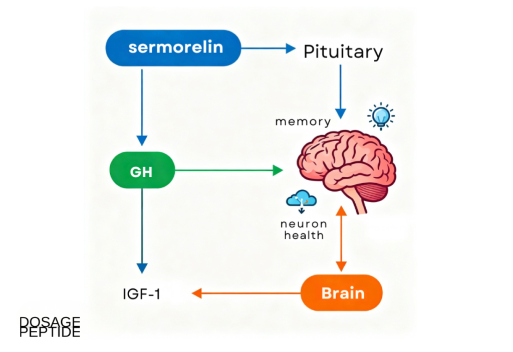 Diagram image showing sermorelin stimulating the pituitary to release GH and IGF-1 for brain health.