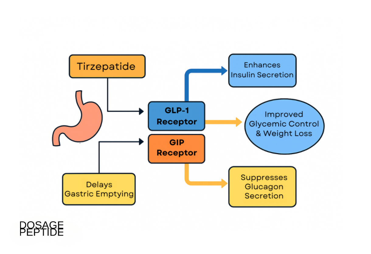 Diagram Image showing tirzepatide’s dual incretin action, enhancing insulin, suppressing glucagon, and improving glycemic control.
