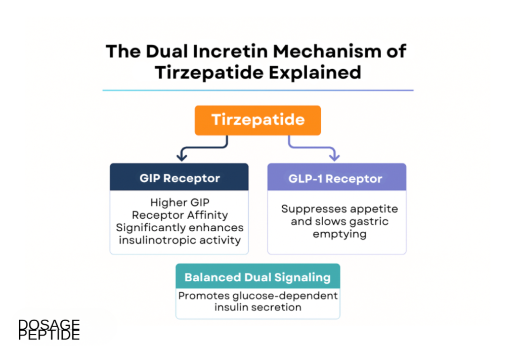Flowchart image explaining Tirzepatide’s dual incretin mechanism via GIP and GLP-1 receptors for insulin regulation.