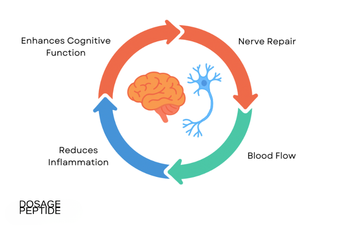 Circular infographic showing BPC-157 benefits, including nerve repair, blood flow, inflammation reduction, and cognitive enhancement.