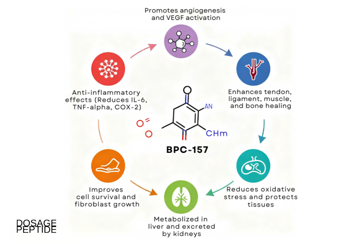 Infographic showing BPC-157 functions including angiogenesis, anti-inflammatory effects, tissue healing, oxidative stress reduction, and fibroblast growth support.