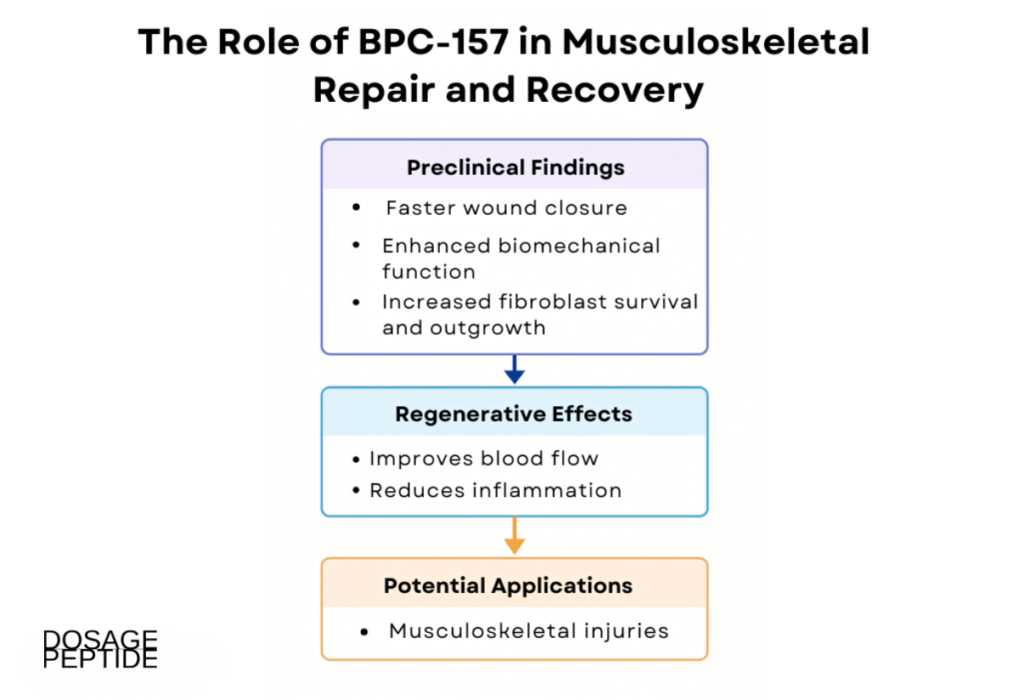 Flowchart illustrating BPC-157’s role in musculoskeletal repair, highlighting wound healing, fibroblast growth, inflammation reduction, and regenerative effects.