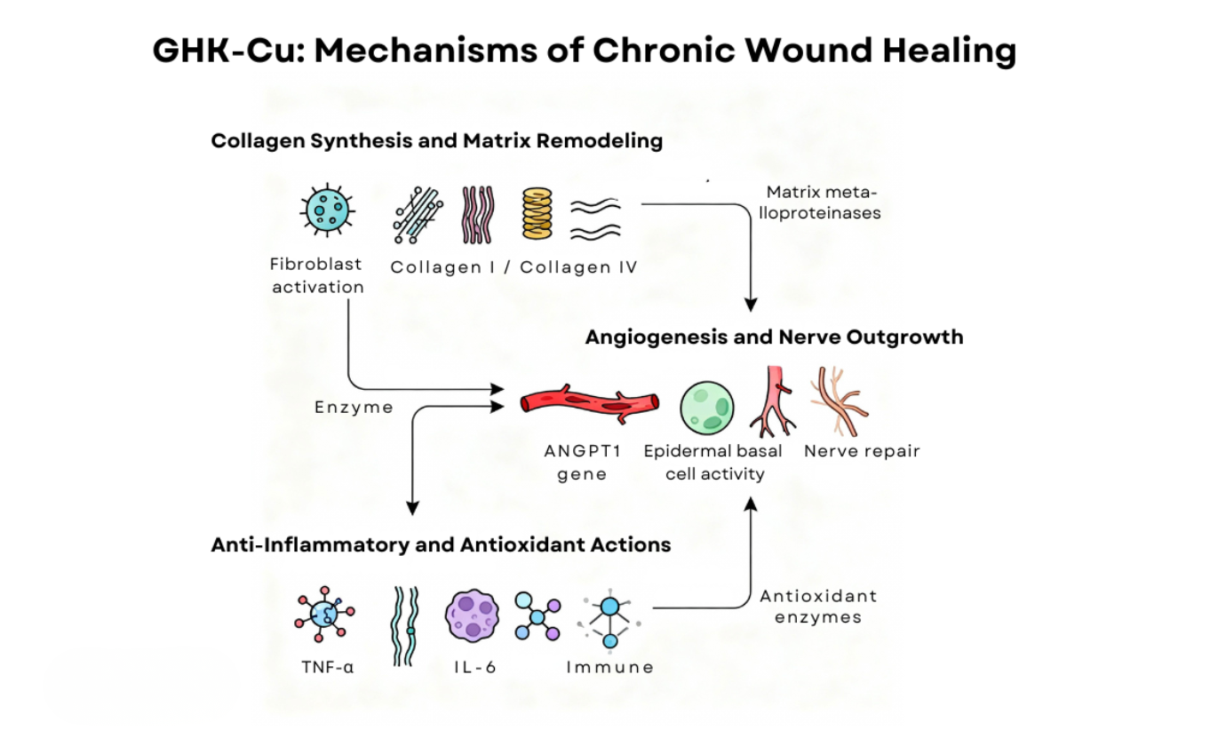 Scientific flowchart illustrating GHK-Cu mechanisms in chronic wound healing, including collagen synthesis, angiogenesis, nerve repair, and anti-inflammatory actions.