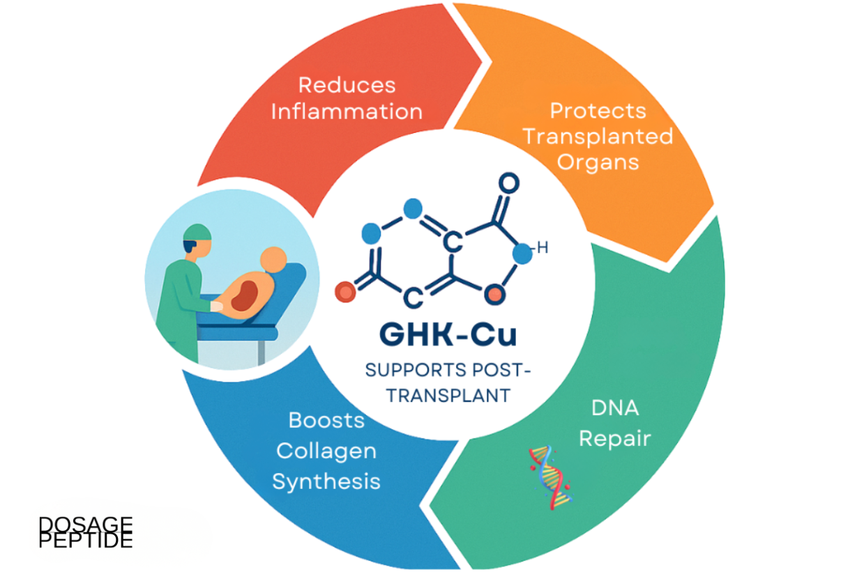 Circular infographic showing GHK-Cu’s post-transplant support functions, including inflammation reduction, collagen synthesis, DNA repair, and organ protection.