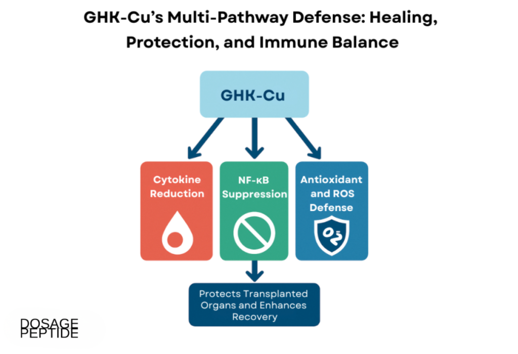 Flowchart illustrating GHK-Cu’s multi-pathway defense mechanisms, including cytokine reduction, NF-kB suppression, antioxidant defense, and transplant recovery support.