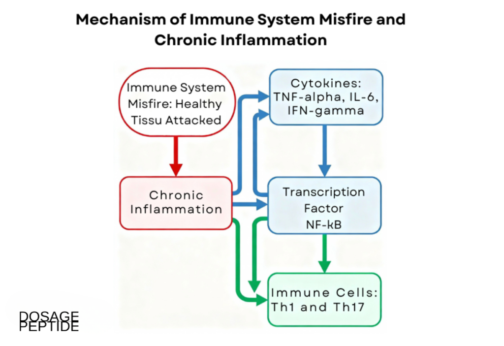 Infographic showing autoimmune misfire causing chronic inflammation through cytokines.
