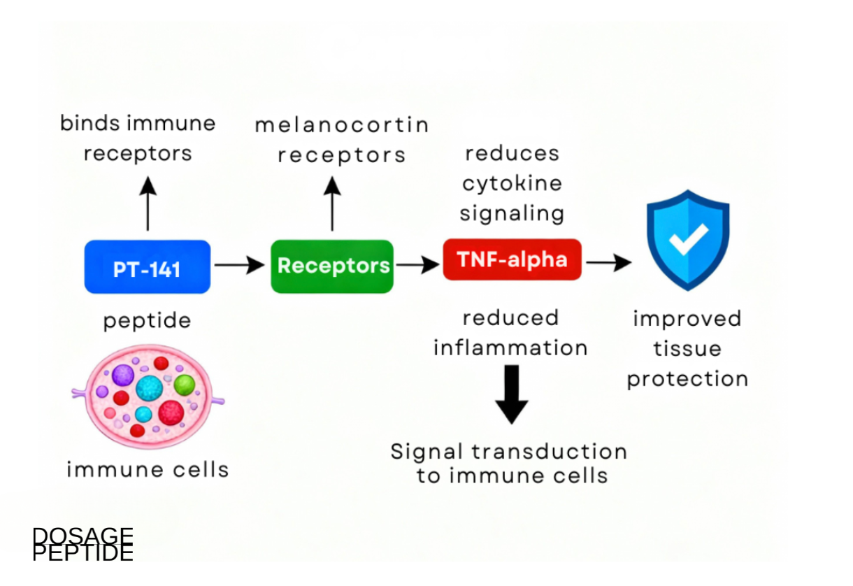 Infographic showing the PT-141 peptide mechanism reducing inflammation and improving immune protection.