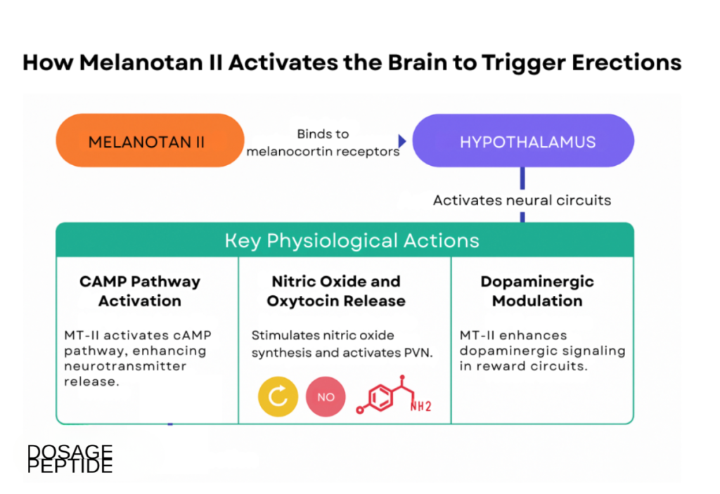Infographic showing Melanotan II activating hypothalamic pathways and neurotransmitters to trigger erection.