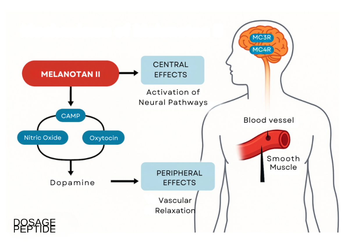 Infographic illustrating Melanotan II’s central and peripheral mechanisms activating neural and vascular pathways.