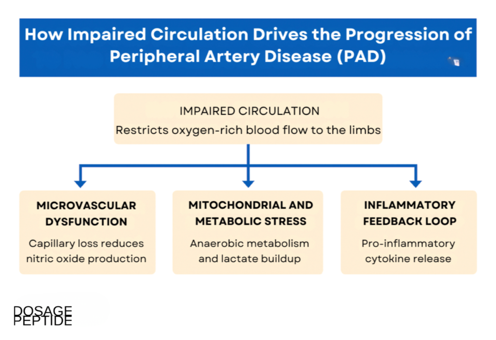 Infographic illustrating how impaired circulation leads to PAD progression through vascular and cellular dysfunction.