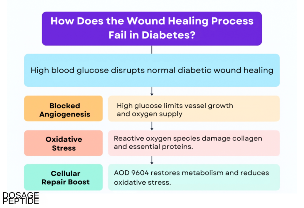 Flowchart showing how diabetes impairs wound healing through angiogenesis, oxidative stress, and repair.