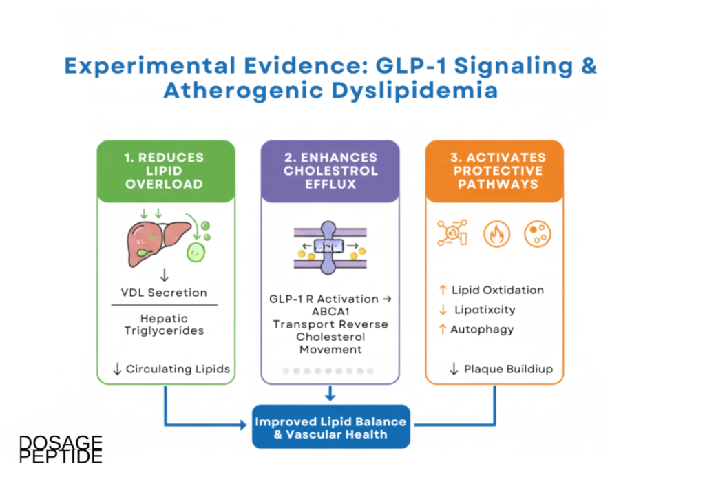 Infographic showing GLP-1 signaling mechanisms reducing lipid overload and enhancing cholesterol efflux.
