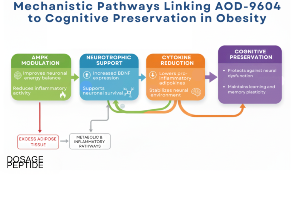 Infographic image showing AOD-9604 linking adipose signaling, reduced inflammation, and improved cognitive preservation.
