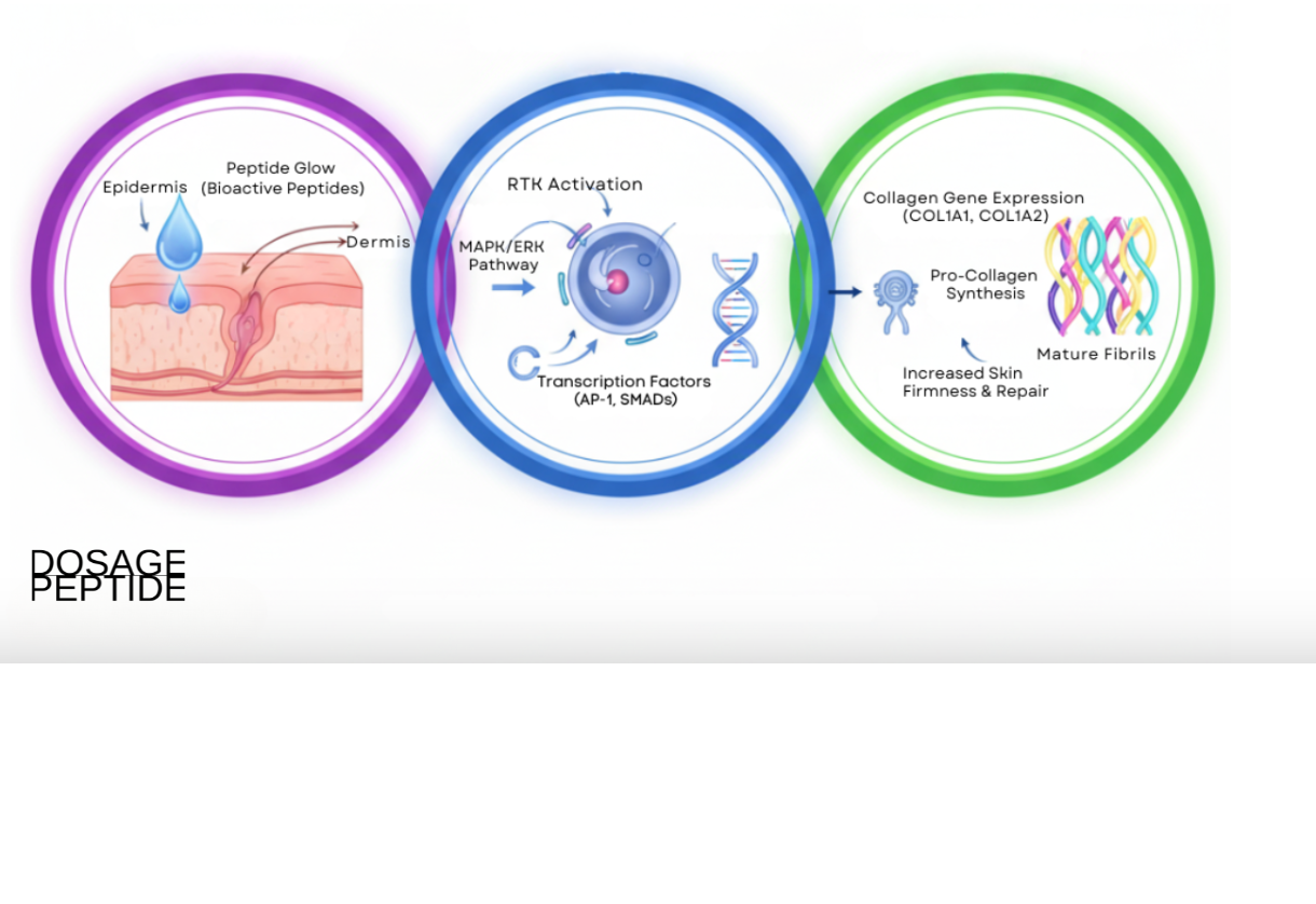 Diagram illustrating Peptide Glow’s molecular mechanism of collagen synthesis activation in fibroblasts.