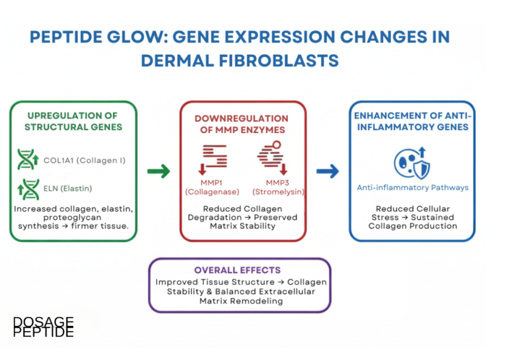 Infograph image showing Peptide Glow’s gene expression changes in dermal fibroblast regulation.
