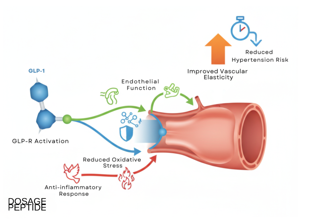Diagram showing GLP-1 signaling mechanisms improving vascular elasticity and reducing arterial stiffness.