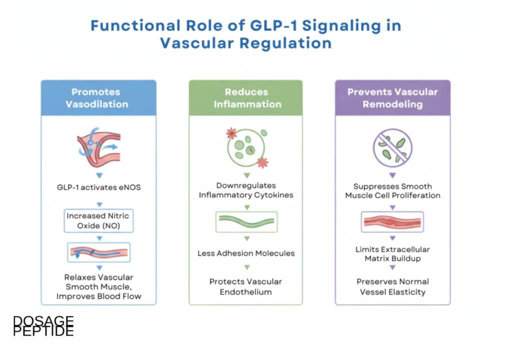 Illustration showing GLP-1 signaling promoting vasodilation, reducing inflammation, and preventing vascular remodeling.
