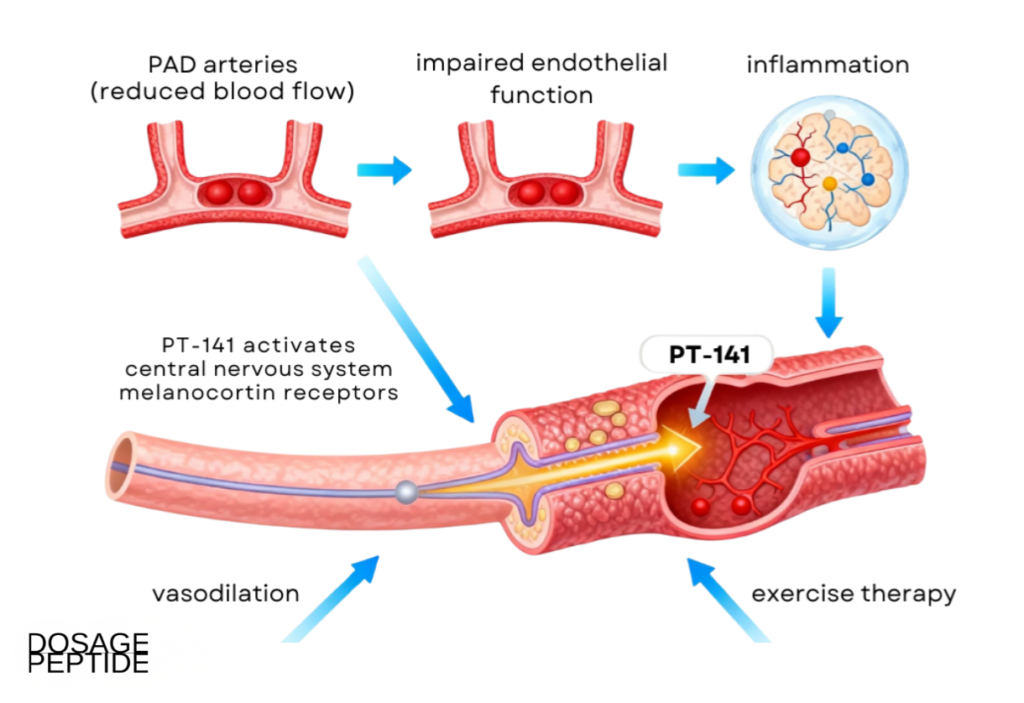 Infographic showing how PT-141 improves blood flow, endothelial function, and vascular health in PAD.