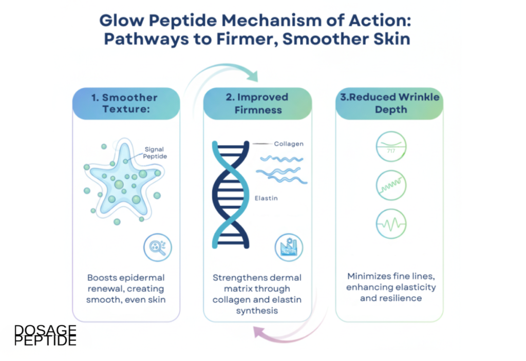 Infographic showing Glow Peptide’s mechanism, enhancing skin texture, firmness, and reducing wrinkle depth.

