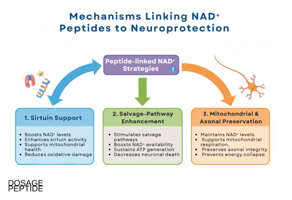 Peptide-linked NAD⁺ mechanisms diagram showing sirtuin support, salvage pathways, and neuronal preservation.
