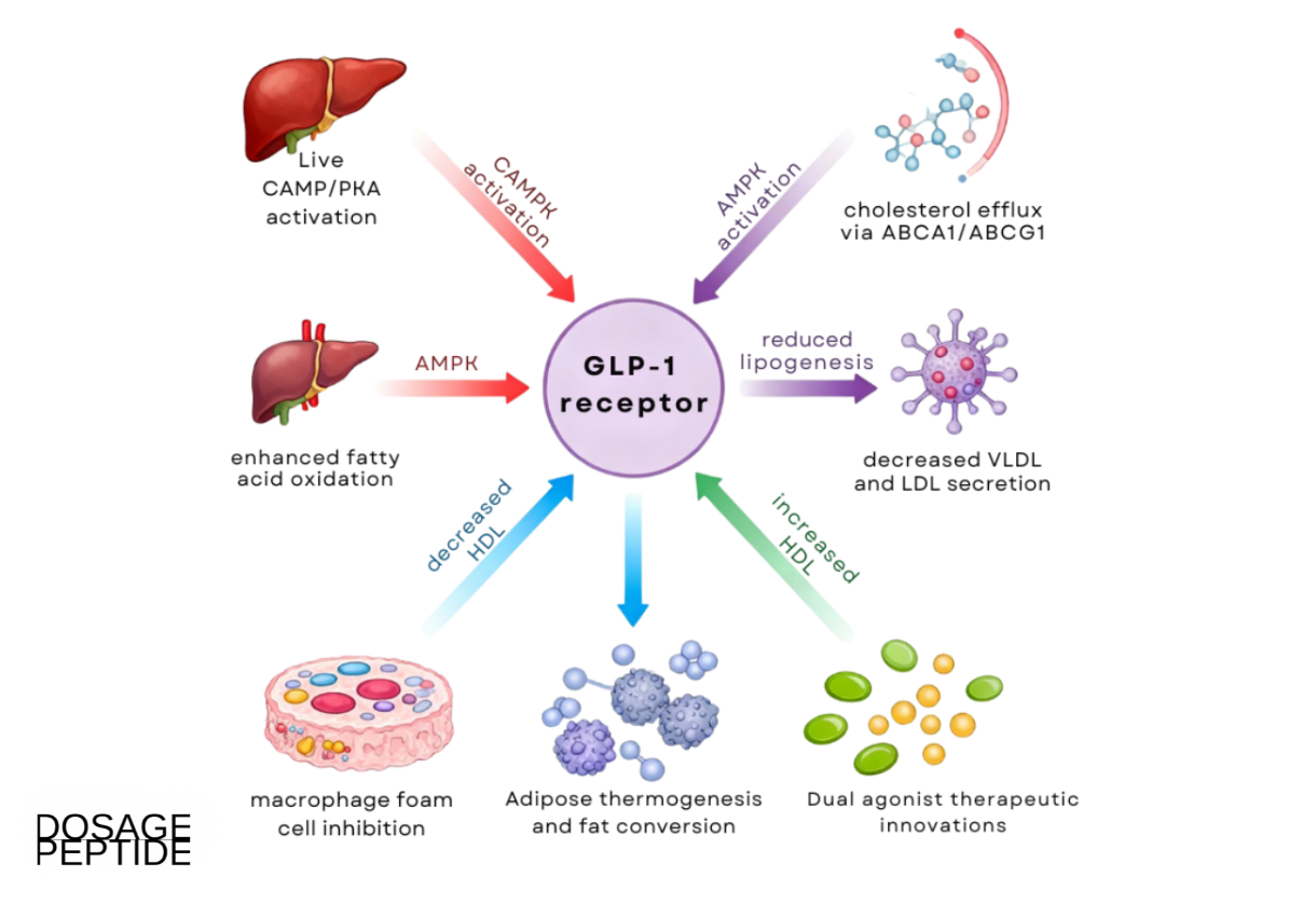 Diagram showing GLP-1 receptor pathways regulating lipid metabolism, oxidation, and cholesterol efflux.