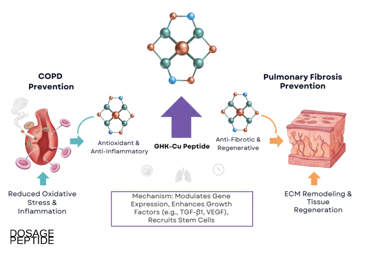 Scientific infographic illustrating GHK-Cu peptide mechanisms in COPD and pulmonary fibrosis prevention.