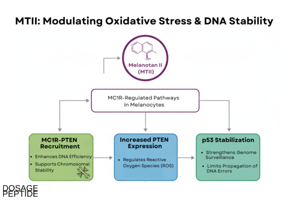 Infographic showing Melanotan II effects on MC1R pathways, oxidative stress, and DNA protection in melanocytes.