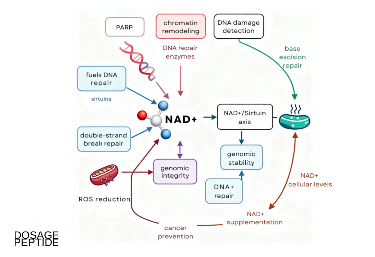 NAD⁺ fuels DNA repair, stabilizes the genome, restores mitochondria, and prevents cancer development.