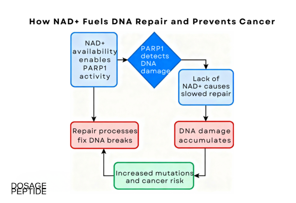 Flowchart showing how NAD+ affects PARP1 activity, DNA repair, and cancer risk development. 