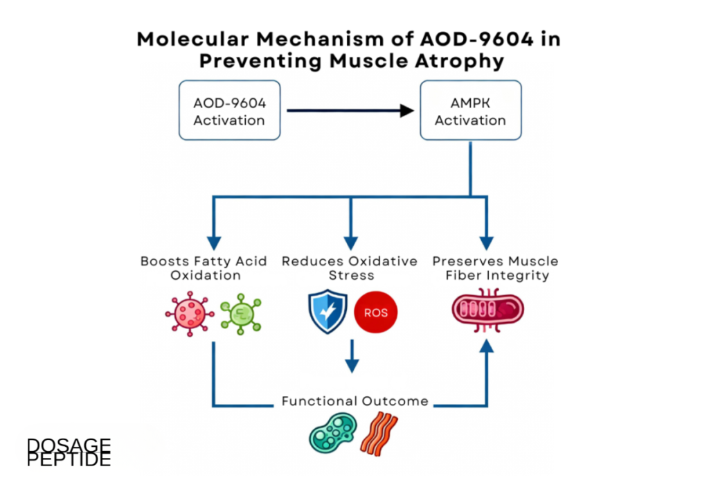  Flowchart showing AOD-9604 activating AMPK to reduce oxidative stress and enhance muscle regeneration.
