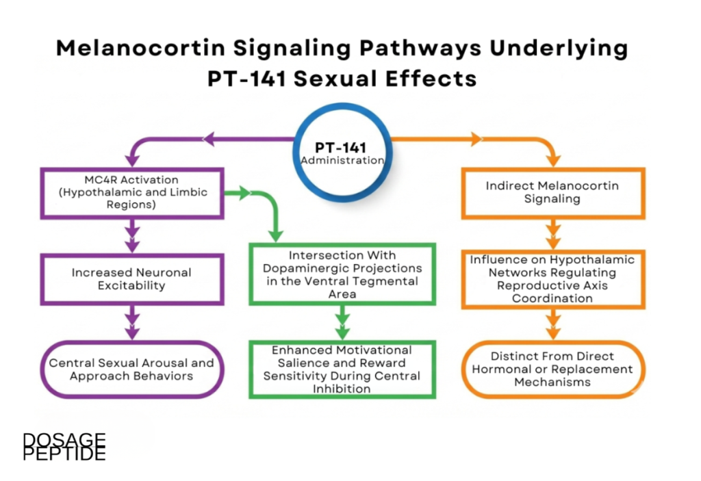 Infographic illustrating melanocortin pathways linking PT-141 administration to central sexual arousal mechanisms.