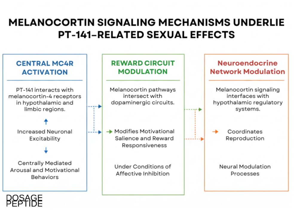 Infographic showing melanocortin signaling mechanisms underlying PT-141-related sexual effects in neural systems.