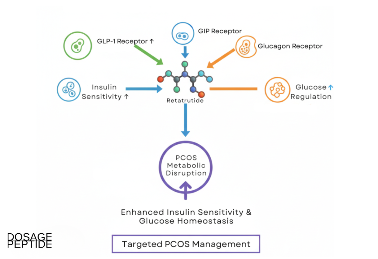 retatrutide and insulin How Does Retatrutide Improve Insulin Resistance in Women Diagnosed With  PCOS?