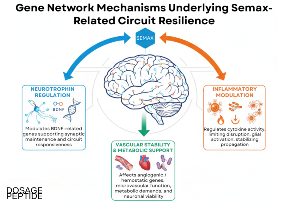 Infographic illustrating Semax-associated gene networks influencing neural circuit resilience under stress conditions.
