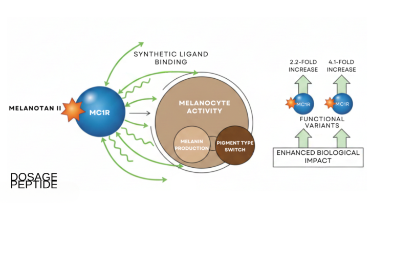 How does Melanotan II modulate MC1 signaling in pigmentation research ?
