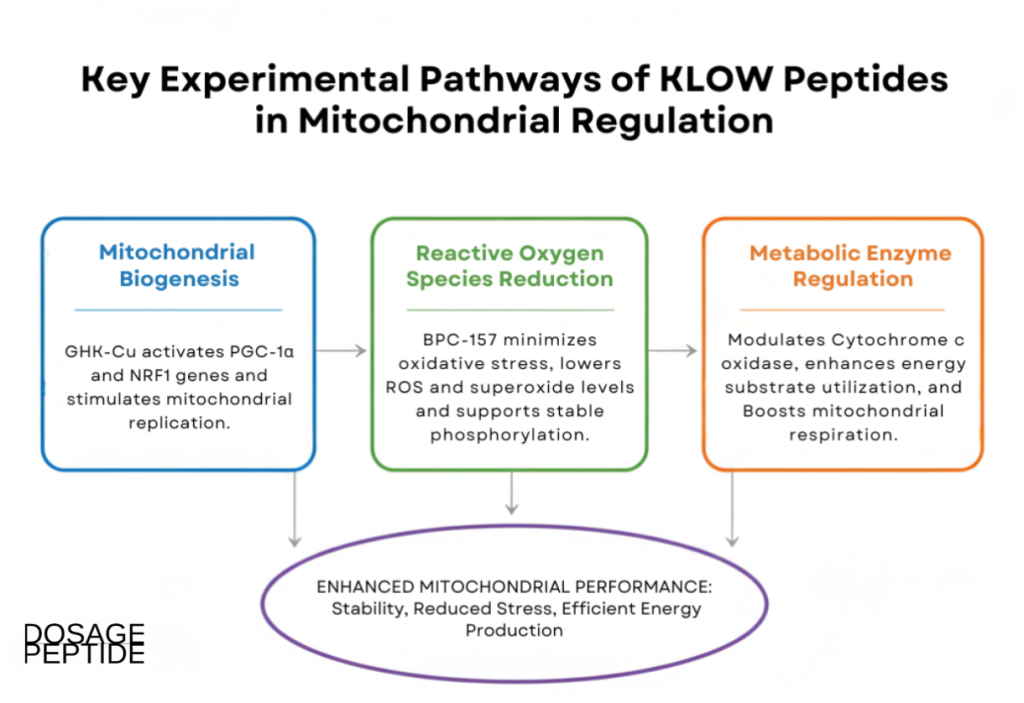 Infographic illustrating KLOW peptides’ role in mitochondrial performance, oxidative stress reduction, and metabolic enzyme regulation.