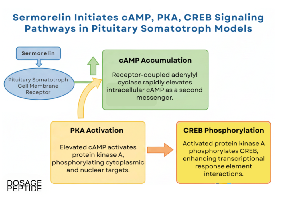 Infograph image illustrating Sermorelin-induced cAMP, PKA, CREB signaling in pituitary somatotroph models.