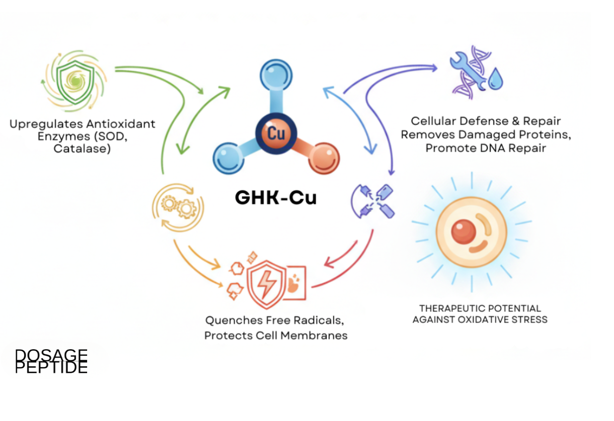 What Studies Prove GHK-Cu’s Therapeutic Potential Against Oxidative Stress?