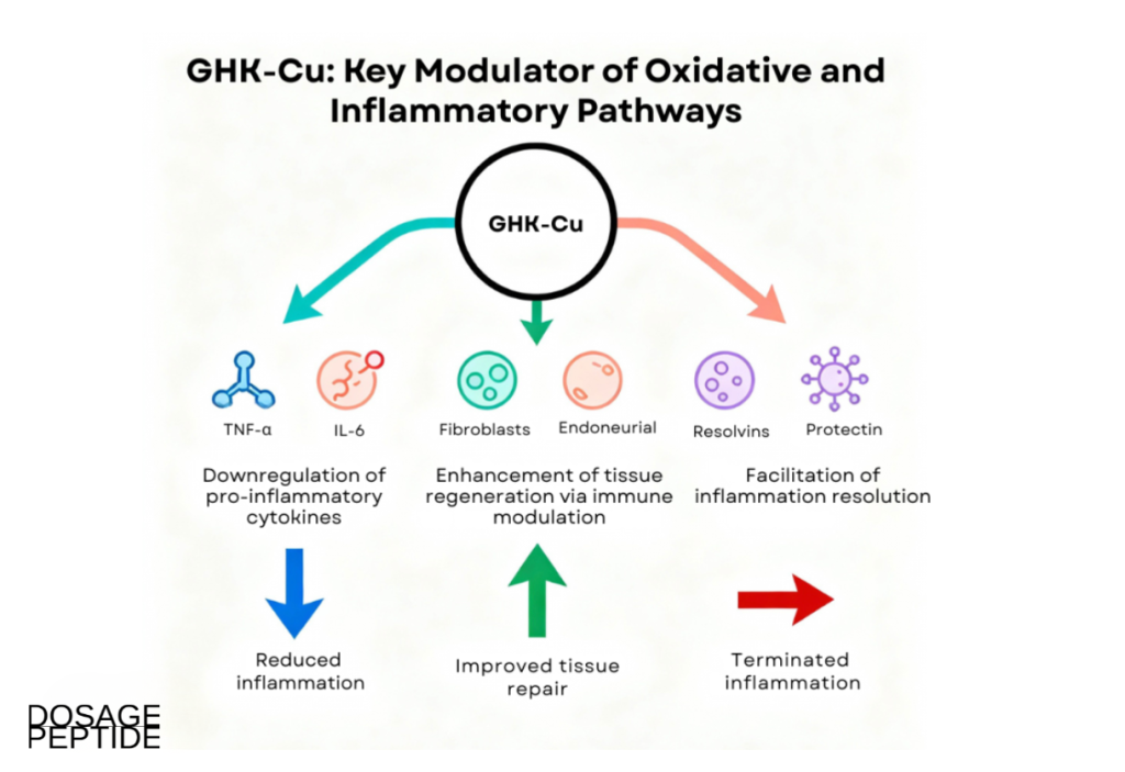 Infographic showing cytokine regulation, tissue regeneration, and inflammation resolution pathways in a research context.