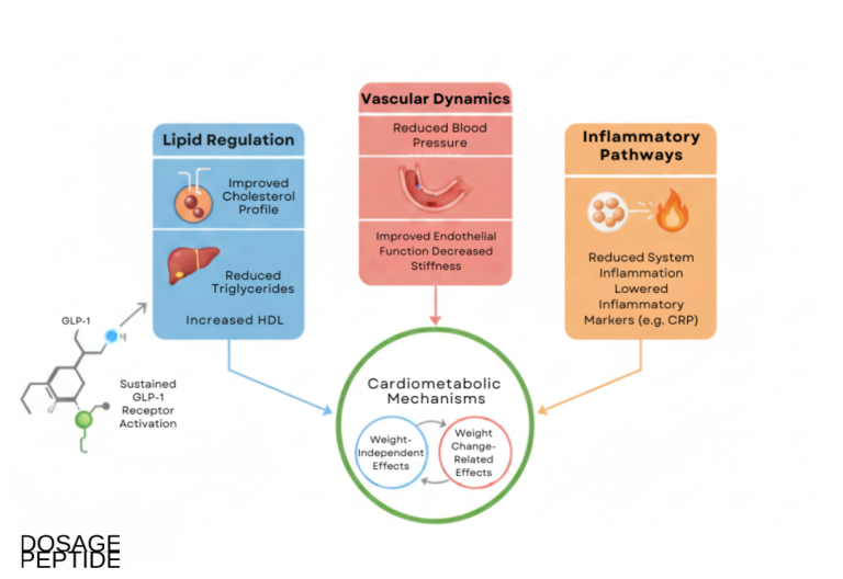 What do semaglutide clinical trials show about cardiometabolic benefits beyond weight loss?