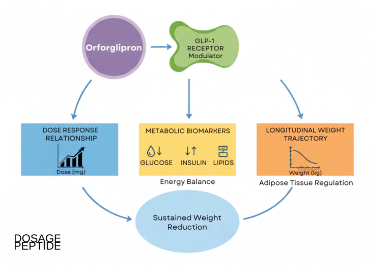 What Does Research Say About Orforglipron’s Long-Term Effects on Weight Loss?