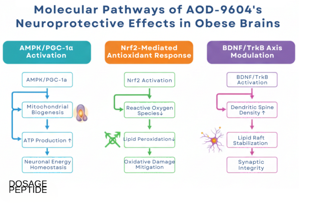 Infographic illustrates AOD-9604 enhancing neural resilience via AMPK, PGC-1α, Nrf2, and BDNF signaling pathways.