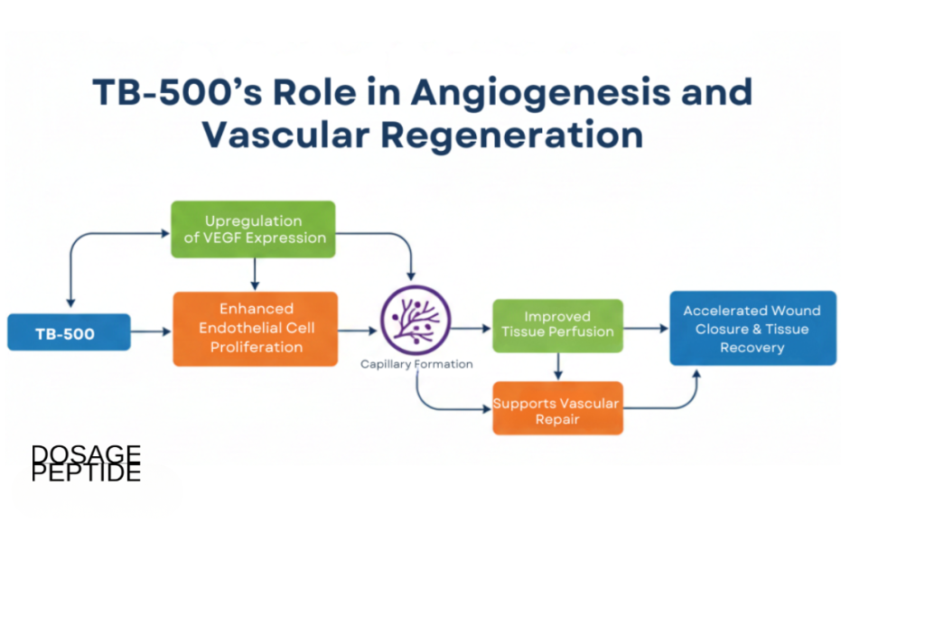 Flowchart showing TB-500’s angiogenesis modulation through VEGF signaling and endothelial proliferation in models.