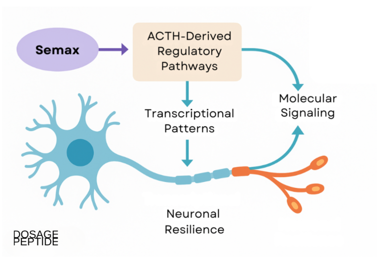 How Does Semax Influence ACTH-Related Pathways to Enhance Neural Resilience?
