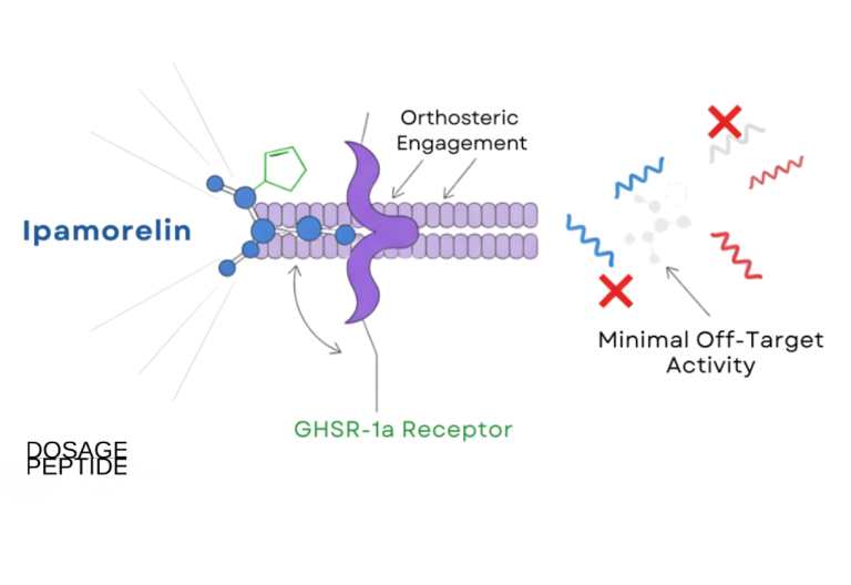 Which Clinical Studies Show Ipamorelin Selective Action on the GHSR-1a Receptor?